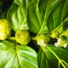 Buy Noni (Morinda Citrifolia) - Plant from Nursery Nisarga
