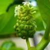 Buy Noni (Morinda Citrifolia) - Plant from Nursery Nisarga
