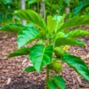 Buy Noni (Morinda Citrifolia) - Plant from Nursery Nisarga