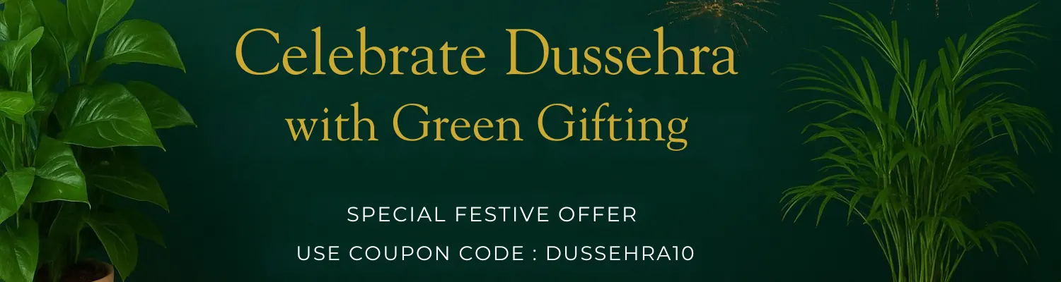 Dussehra Plant Sale – Buy indoor and outdoor plants online at discounted prices for festive gardening