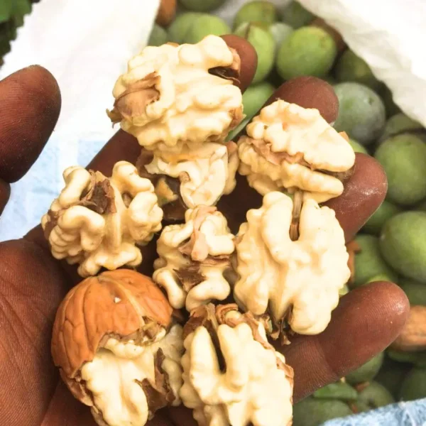 Buy Walnut Akhrot, Juglans Regia - Plant from Nursery Nisarga