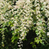 Buy Jungle Jalebi white ,Pithecellobium Dulce - Plant From Nursery Nisarga