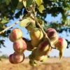Buy Jungle Jalebi white ,Pithecellobium Dulce - Plant From Nursery Nisarga