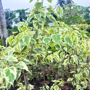 Buy Variegated Peepal ,Ficus Religiosa Linn Variegata - Plant from Nursery Nisarga