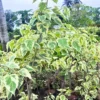 Buy Variegated Peepal ,Ficus Religiosa Linn Variegata - Plant from Nursery Nisarga