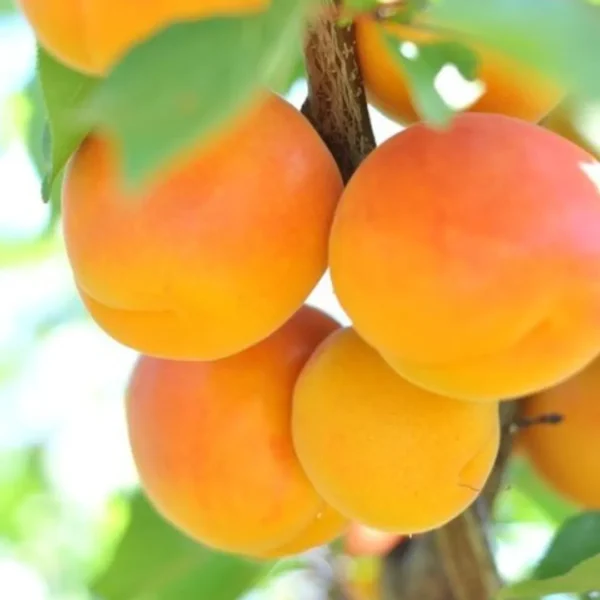 Buy Apricot (Prunus Armeniaca) - Plant from Nursery nisarga