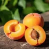 Buy Apricot (Prunus Armeniaca) - Plant from Nursery nisarga