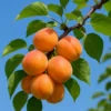 Buy Apricot (Prunus Armeniaca) - Plant from Nursery nisarga