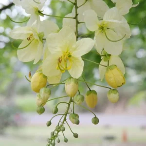 Buy Amaltas, Cassia fistula, white shower – Plant from Nursery Nisarga