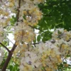 Buy Amaltas, Cassia fistula, white shower – Plant from Nursery Nisarga