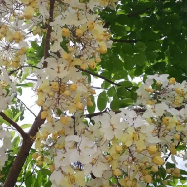Buy Amaltas, Cassia fistula, white shower – Plant from Nursery Nisarga