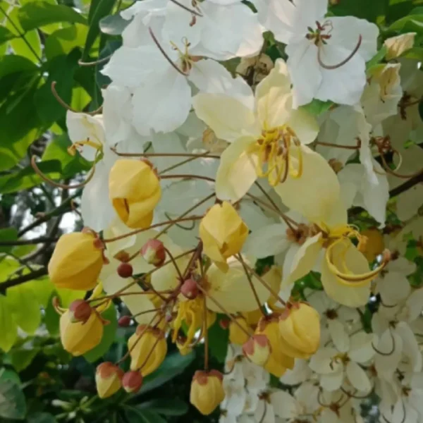 Buy Amaltas, Cassia fistula, white shower – Plant from Nursery Nisarga