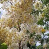Buy Amaltas, Cassia fistula, white shower – Plant from Nursery Nisarga