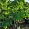 Buy Amaltas, Cassia fistula, white shower – Plant from Nursery Nisarga