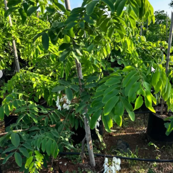 Buy Amaltas, Cassia fistula, white shower – Plant from Nursery Nisarga