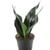 Buy Sansevieria trifasciata, Black Dragon - Snake Plant from Nursery Nisarga