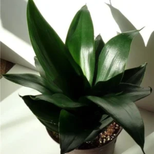Buy Sansevieria trifasciata, Black Dragon - Snake Plant from Nursery Nisarga