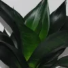 Buy Sansevieria trifasciata, Black Dragon - Snake Plant from Nursery Nisarga
