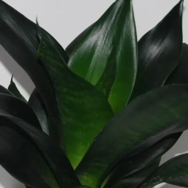 Buy Sansevieria trifasciata, Black Dragon - Snake Plant from Nursery Nisarga