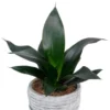 Buy Sansevieria trifasciata, Black Dragon - Snake Plant from Nursery Nisarga
