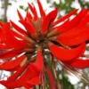 Buy Erythrina Variegata, Indian Coral Tree from Nursery Nisarga