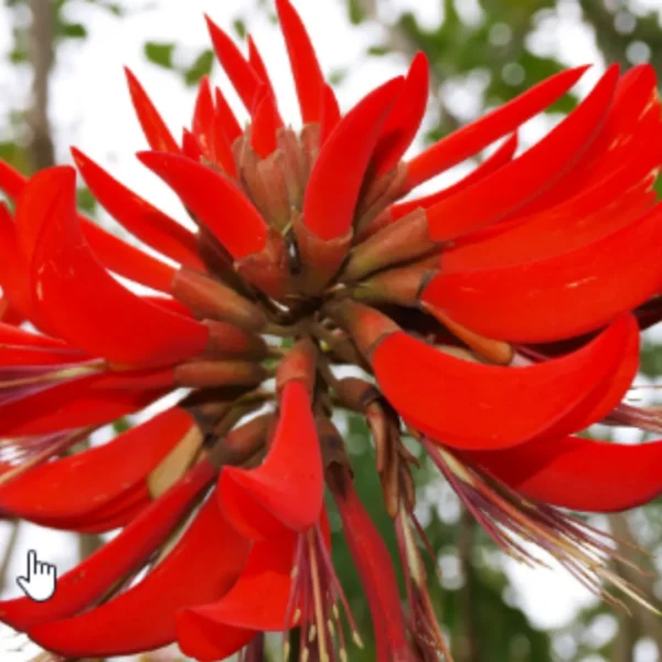 Buy Erythrina Variegata, Indian Coral Tree from Nursery Nisarga