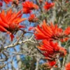 Buy Erythrina Variegata, Indian Coral Tree from Nursery Nisarga