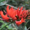 Buy Erythrina Variegata, Indian Coral Tree from Nursery Nisarga
