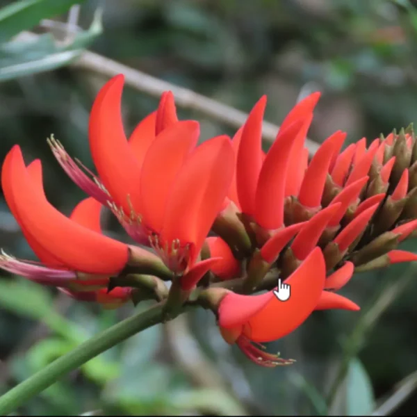 Buy Erythrina Variegata, Indian Coral Tree from Nursery Nisarga