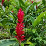 Buy Red ginger, Alpinia purpurata - plant from Nursery Nisarga