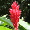 Buy Red ginger, Alpinia purpurata - plant from Nursery Nisarga