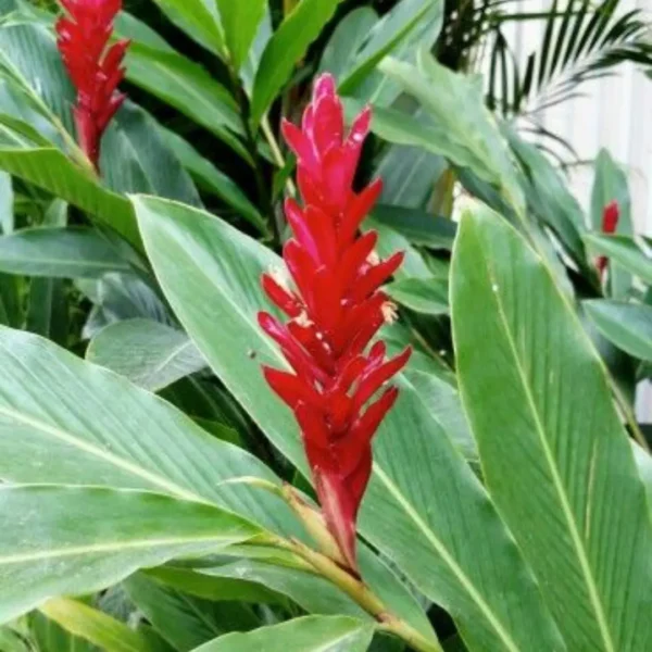 Buy Red ginger, Alpinia purpurata - plant from Nursery Nisarga