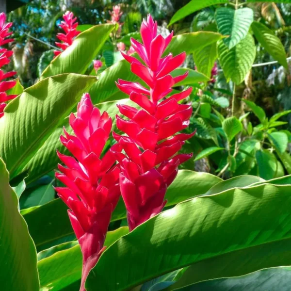 Buy Red ginger, Alpinia purpurata - plant from Nursery Nisarga
