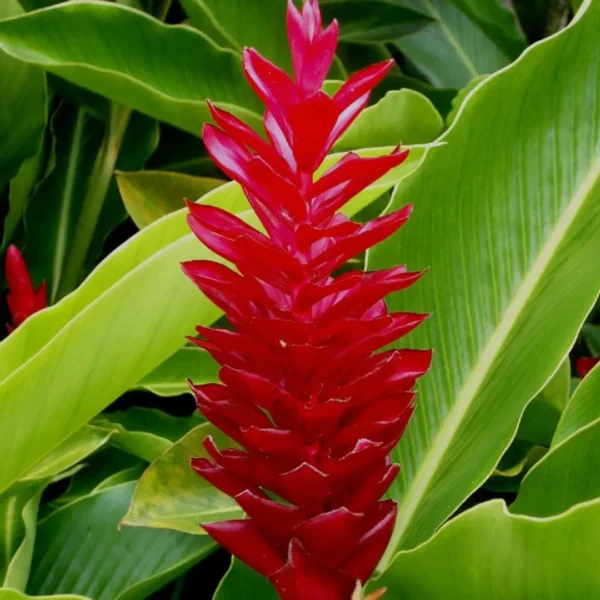 Buy Red ginger, Alpinia purpurata - plant from Nursery Nisarga