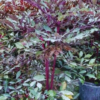 Buy Leea coccinea, Rubra - plant from Nursery Nisarga