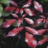 Buy Leea coccinea, Rubra - plant from Nursery Nisarga
