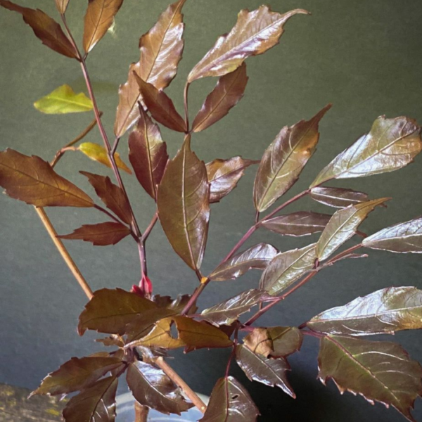 Buy Leea coccinea, Rubra - plant from Nursery Nisarga