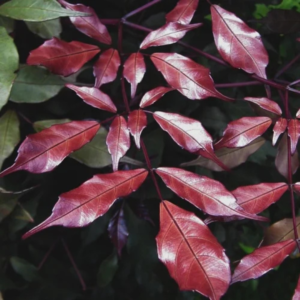 Buy Leea coccinea, Rubra - plant from Nursery Nisarga