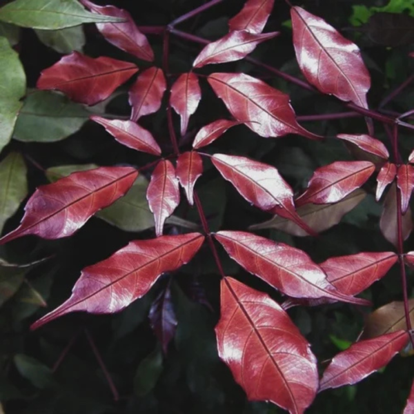 Buy Leea coccinea, Rubra - plant from Nursery Nisarga
