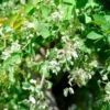 Buy Jungle Jalebi white ,Pithecellobium Dulce - Plant From Nursery Nisarga