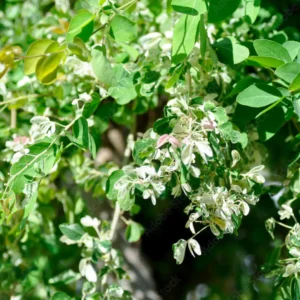 Buy Jungle Jalebi white ,Pithecellobium Dulce - Plant From Nursery Nisarga