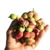 Buy Jungle Jalebi white ,Pithecellobium Dulce - Plant From Nursery Nisarga