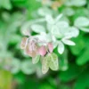 Buy Jungle Jalebi white ,Pithecellobium Dulce - Plant From Nursery Nisarga