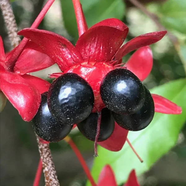 Buy Mickey Mouse, Ochna Serrulata - Plant from Nursery Nisarga