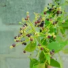 Buy Miswak Tree, Salvadora Persica - Plant from Nursery Nisarga
