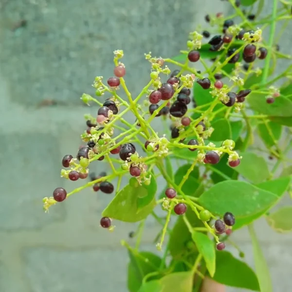 Buy Miswak Tree, Salvadora Persica - Plant from Nursery Nisarga