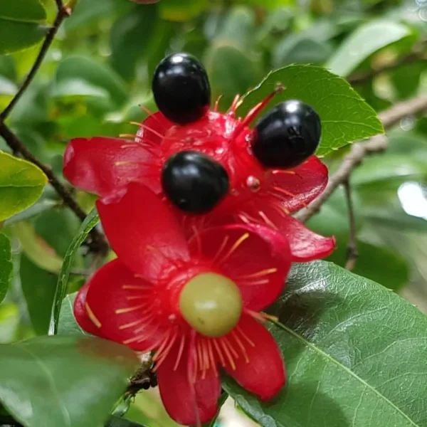 Buy Mickey Mouse, Ochna Serrulata - Plant from Nursery Nisarga