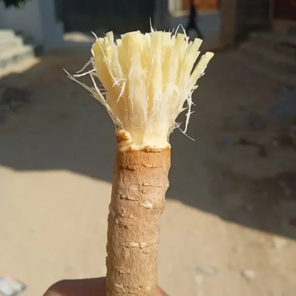 Buy Miswak Tree, Salvadora Persica - Plant from Nursery Nisarga