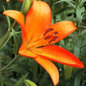 Buy Lilium Bulbs/ Asiatic lily, Hybrid Calais - Multicolor Bulbs From Nursery Nisarga