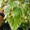 Buy Variegated Peepal ,Ficus Religiosa Linn Variegata - Plant from Nursery Nisarga
